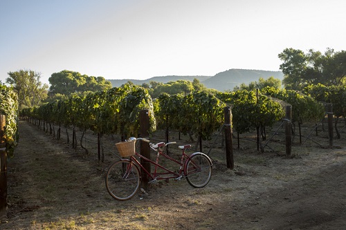 Experiencias de vino en Napa Valley |  Winetraveler.com