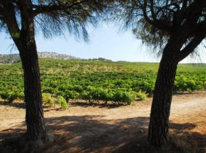 Hacienda Monasterio |  Bodegas Ribera del Duero |  Winetraveler.com