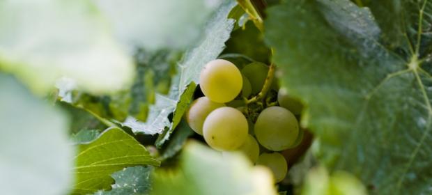 Variedades de Uva Cava |  Vino Espumoso Cava Español |  Winetraveler.com