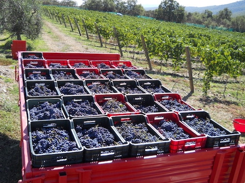 Comenzar una bodega y ser propietario de un viñedo |  Winetraveler.com