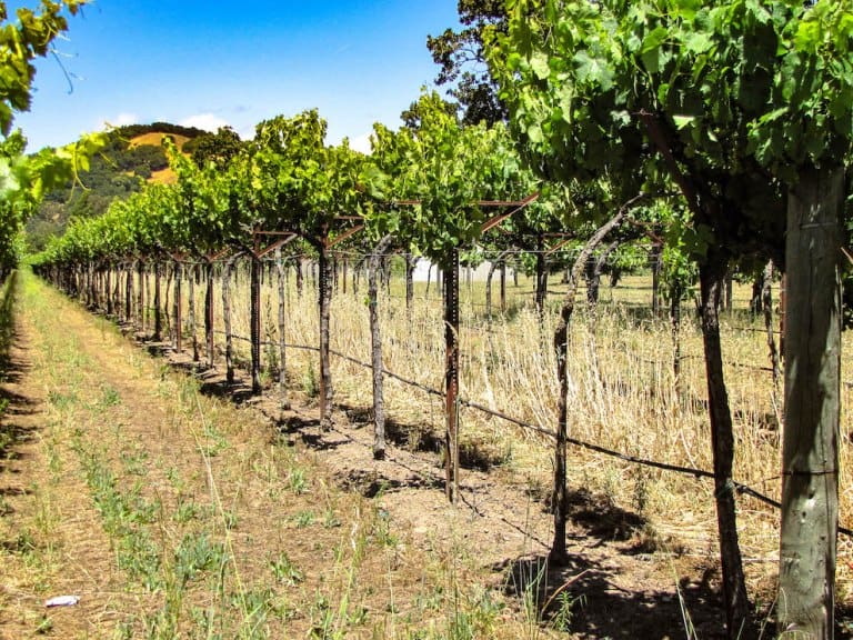 Enología 101 - El arte y la ciencia de cultivar vides de uva para vino |  Winetraveler.com