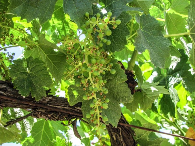 Viticultura 101 - Elaboración de vino 101 - Brote - Puede ver los restos persistentes de flores y el comienzo de las uvas en este racimo.  |  Winetraveler.com