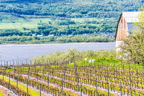 Región vinícola de Quebec de Canadá: comprensión de las regiones vinícolas canadienses |  Winetraveler.com
