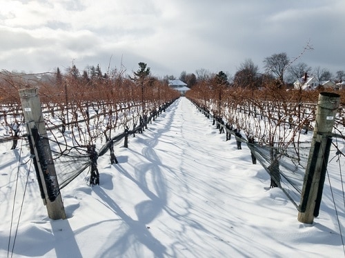 Aprenda sobre la región vinícola de Ontario en Canadá |  Winetraveler.com