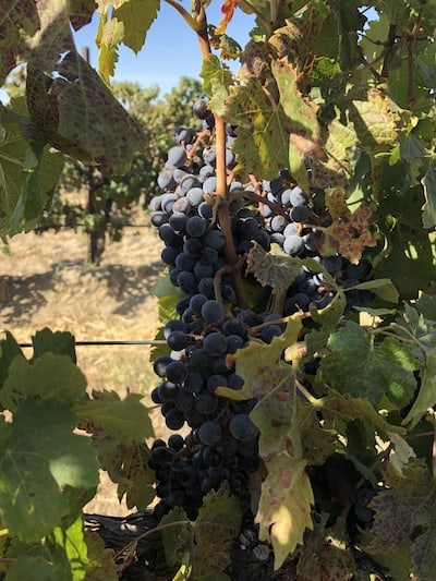 Columbia Crest Winery Crush Experiencia, cosecha y visita |  Winetraveler.com