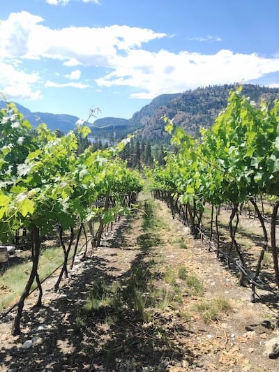 Cómo explorar la región vinícola de la Columbia Británica |  Winetraveler.com