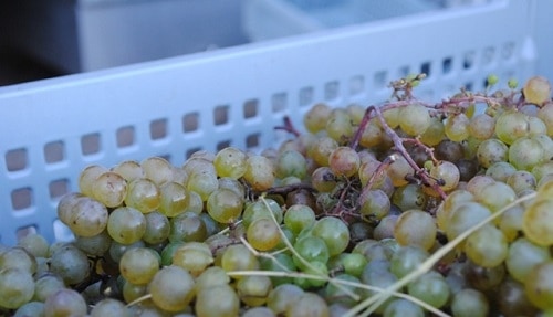 Cosecha de uvas en L'Acadie Vineyards.  Imagen cortesía de Jeannette LeBlanc |  Winetraveler.com