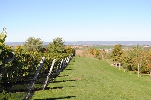 Las mejores bodegas y viñedos en el valle de Annapolis, Nueva Escocia - Luckett Family Vineyards |  Winetraveler.com