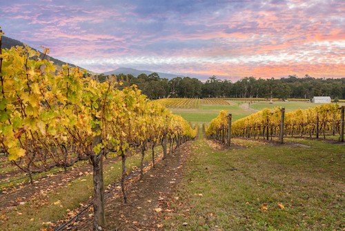 Las mejores bodegas para visitar en el valle de Yarra en Australia |  Winetraveler.com