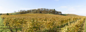 Guía de la región vinícola del valle de Willamette en Oregón |  Winetraveler.com