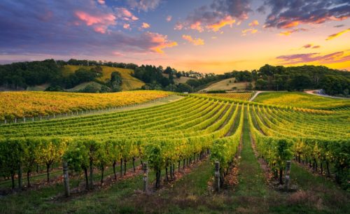 Datos e información de la región vinícola del valle de Barossa |  Winetraveler.com