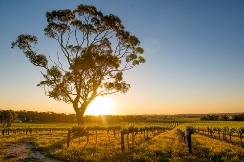 mejores bodegas y cosas que hacer en Barossa Valley Australia |  Winetraveler.com