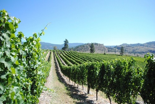 En Wild Goose Vineyards con Peach Cliff visible al fondo.  Imagen cortesía de Jeannette LeBlanc.  |  Winetraveler.com