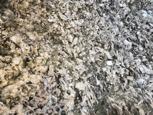 Un lecho fósil de ostras de 22 millones de años encontrado en la subregión de Sainte-Croix-du-Monte de Sweet Bordeaux, Francia. 