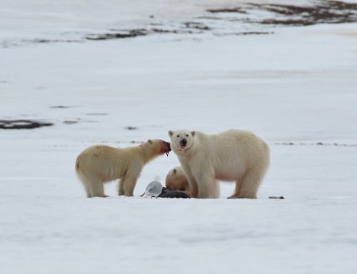 ¿Cuándo es el mejor momento para ver osos polares en Svalbard?  |  ¿Cuándo es la mejor época del año para viajar a Svalbard?