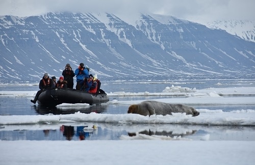 Realice una excursión en zodiac en Svalbard desde el barco para ver la vida salvaje.
