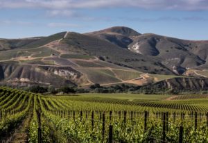 Las mejores bodegas en Sta Rita Hills, Santa Bárbara California |  Winetraveler.com