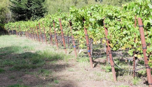 ruta del vino Bohemian Highway en el valle del río Russian de Sonoma |  Winetraveler.com