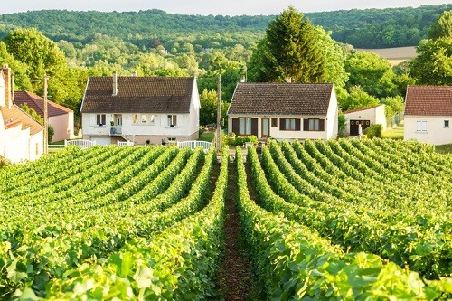 Esto es lo que es el champán cultivador |  Winetraveler.com