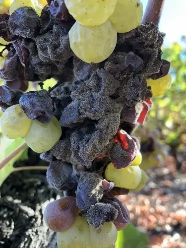 Qué es el Hongo Botrytis (Pudrición Noble) |  Winetraveler.com