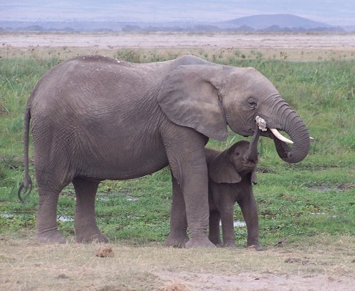 Elefantes en Amboseli Kenia 