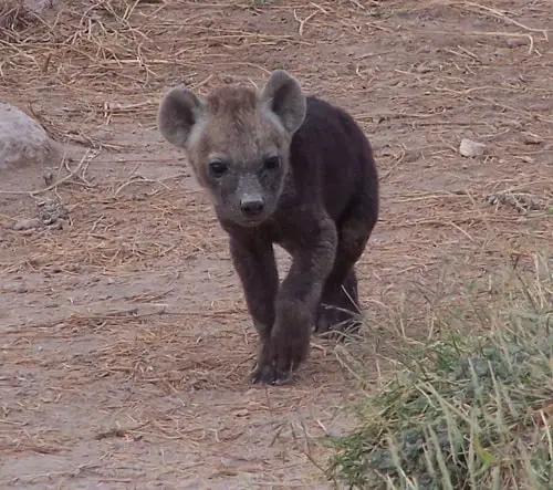 Baby Hyena en Kenia durante un viaje de safari