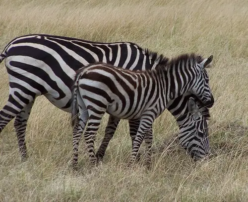 Cebras en Masai Mara