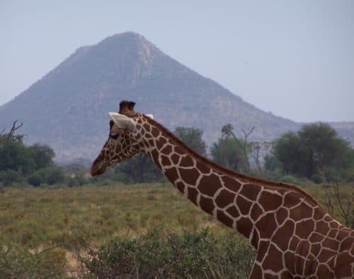 Jirafa en Samburu