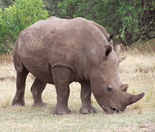 Ver los rinocerontes en Kenia durante Safari