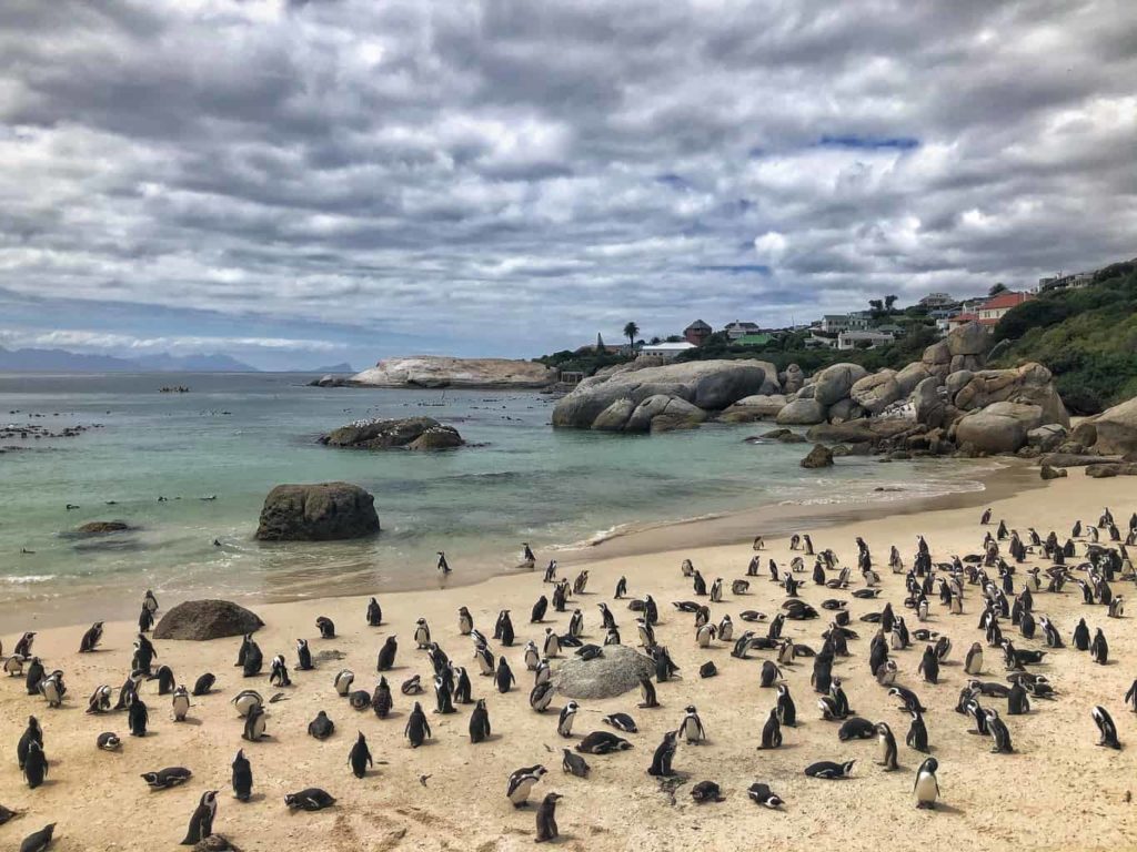 Cómo ver los pingüinos en Ciudad del Cabo Sudáfrica