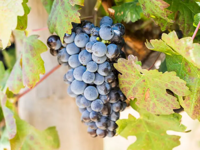 ¿A qué sabe el vino tinto Pinotage sudafricano?  |  Winetraveler.com