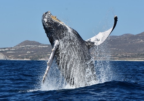 Guía de viaje de avistamiento de ballenas en Cabo |  Winetraveler.com