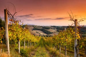razones para visitar Wine Country durante el otoño |  mejor época del año para visitar viñedos |  Winetraveler.com