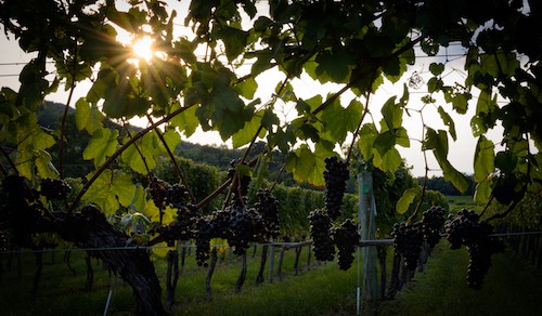 Variedades de uva para vino en la región vinícola de Virginia |  Winetraveler.com