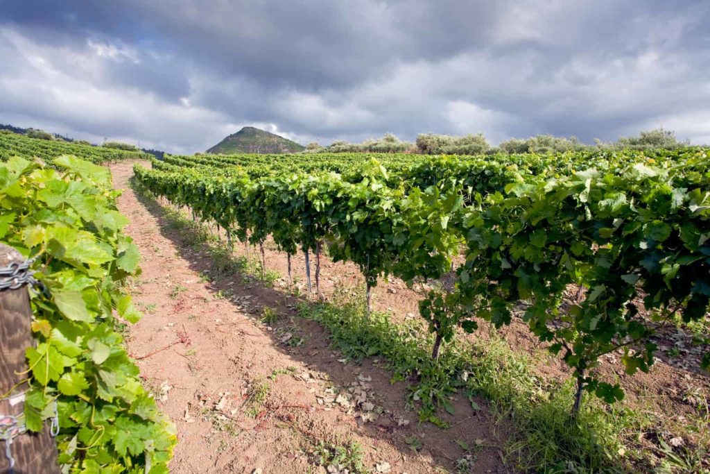 Región vinícola del monte Etna |  Winetraveler.com