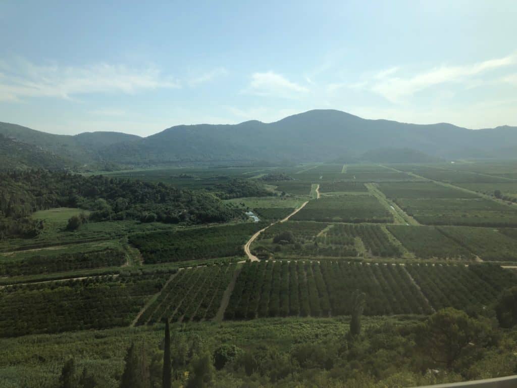 Viñedos en Peljesac, parte de la región croata de degustación de vinos de Dalmacia.  Foto de Lori Zaino.