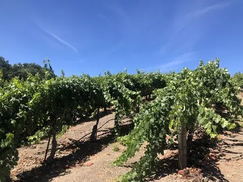 Bodega Opolo - Itinerario de cata de vinos de Paso Robles