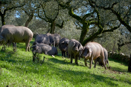Los cerdos se alimentan en libertad cerca de Huelva, en la comarca de la Sierra de Aracena