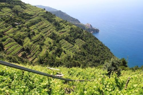 Corniglia |  ¿Por qué es conocida Cinque Terre?  |  Winetraveler.com