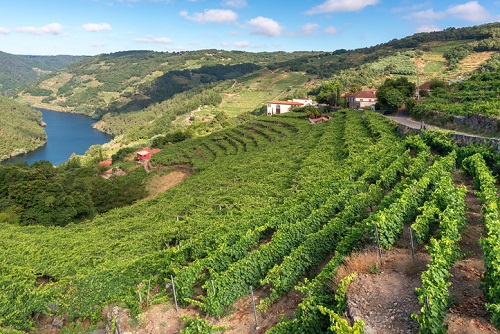 Vistas a los viñedos de Ribeira Sacra, España