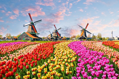 Molinos de viento y tulipanes en Holanda: Lisse