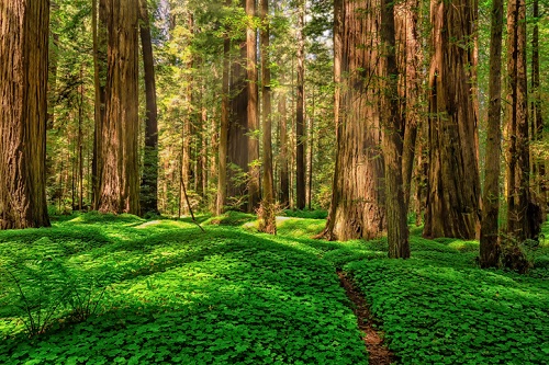 Parque Nacional Redwood, California