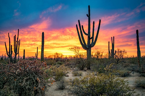 Los mejores parques nacionales para visitar en los EE. UU. durante la primavera |  Parque Nacional Saguaro