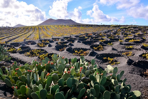 Lanzarote famosos viñedos volcánicos |  Winetraveler.com