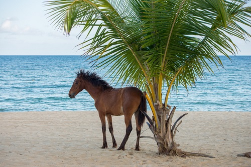 Los caballos se pueden encontrar pastando en las playas de Vieques en Puerto Rico