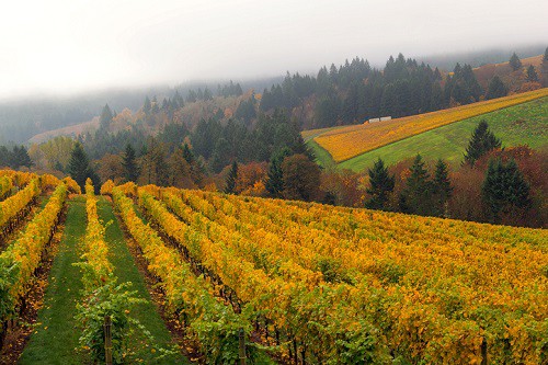 Willamette Valley Oregon es quizás mejor conocido en el mundo del vino por producir Pinot Noir de clase mundial.  Pero también es un paraíso para los amantes del aire libre y aquellos que buscan una cocina local única.