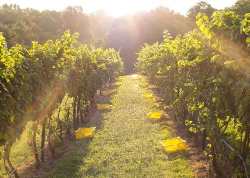 mejores bodegas cerca de DC - Naked Mountain Winery |  Winetraveler.com