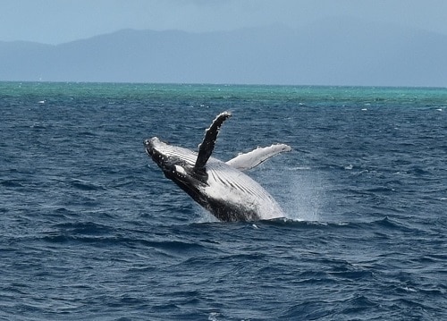 Tu mejor oportunidad de ver ballenas minke enanas es de junio a julio, y ballenas jorobadas de agosto a finales de septiembre.  Vimos al menos 6 ballenas minke enanas rompiendo continuamente durante unos 30 minutos en nuestro camino hacia la Gran Barrera de Coral a finales de junio.