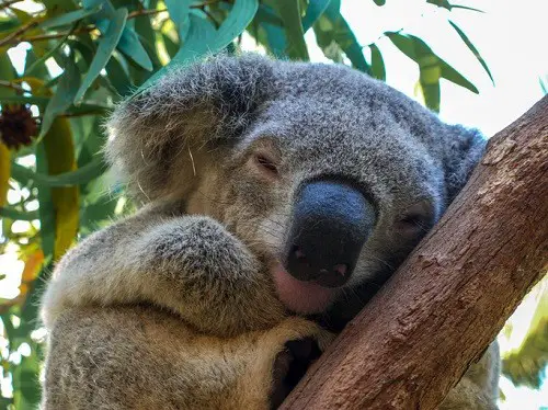 Sostenga un oso koala durante un recorrido por la selva tropical - Grand Kuranda Tour operado por Tropic Wings
