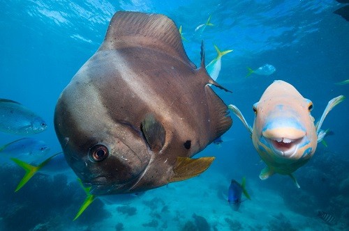 Itinerario de viaje de buceo en la Gran Barrera de Coral - Foto de un pez murciélago y un pez loro - Winetraveler.com